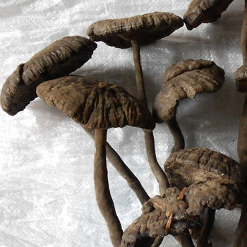 香血灵芝深山黑芝黑灵芝乌芝皱盖假芝可切灵芝片泡酒料 野生香血灵芝