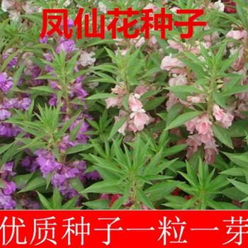 凤仙花种子指甲花急性子凤仙透骨草种子非洲凤仙花种子一斤 图片价格品牌报价 京东