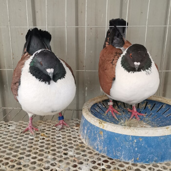 鴿子活一對觀賞鴿鳳尾摩登那點子兩頭烏淑女種鴿大全物短嘴體成年