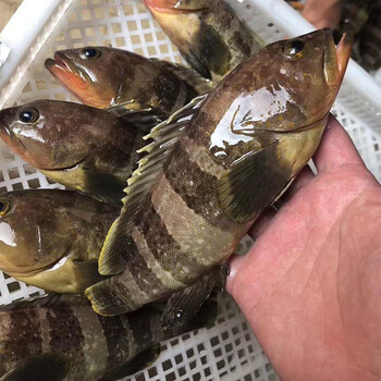 蝶岛船说 东山岛海捕石斑鱼 土斑 瓜子斑海鲜水产 500g/2只