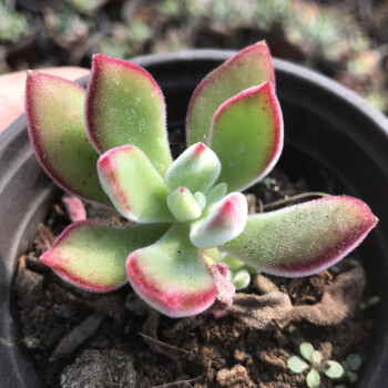 熊童子多肉白熊老樁綠熊可愛萌多肉植物胭脂熊多頭群生黃熊掌爪紅兔耳