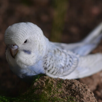 籠趣大頭虎皮鸚鵡活體 玄鳳活鳥鳥活物家養會說話幼鳥手養寵物鳥 白頭