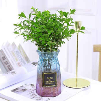 文竹水培植物绿植盆栽花卉好养办公室内水培植物九里香圆钻瓶含盆