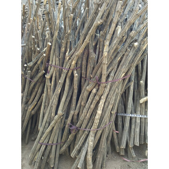 cuimenga六道木 原木棍 五台山九道木降龙木原木拐杖鞭杆武术棍