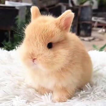 小体兔可做造型盖脸猫猫兔荷兰侏儒兔可送人礼物幼兔兔宝宝小兔子活体