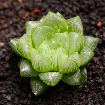 多肉植物玉露 姬玉露 水晶玉露 水晶寿 圆头玉露 大型玉露 宫灯玉露4