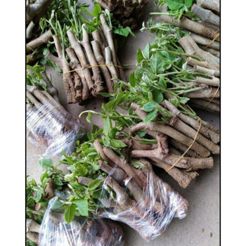 葛根苗野生柴葛种苗种植葛根种子绿化树苗绿植爬藤无渣粉葛苗10棵无渣