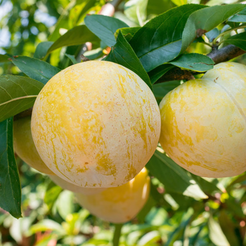 佳农goodfarmer正宗湖南汝城文明黄金奈李新鲜孕妇水果脱骨李子现摘现