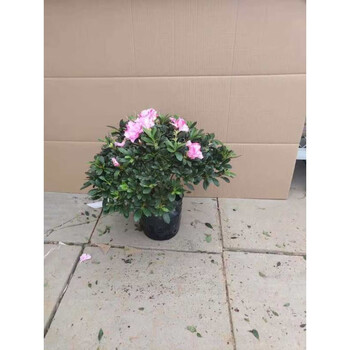 西洋杜鹃花盆栽老桩西玛比利时花卉的盆栽植物室内花z8 西玛杜鹃 原盆 高度50 60cm 含盆 图片价格品牌报价 京东