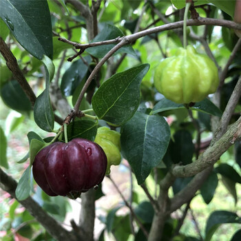 芳皓之睿巴西红果仔树苗 灯笼果树苗 庭院 阳台 盆栽果树红灯笼 果树