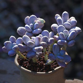 多肉植物老桩超特大捧花劳尔蜡牡丹巨型鸡蛋美人 大散群多头15公分左右 不含盆 图片价格品牌报价 京东