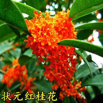 汉柠四季开花桂花树苗盆栽客厅庭院室内外浓香型花卉绿植好养的花状元