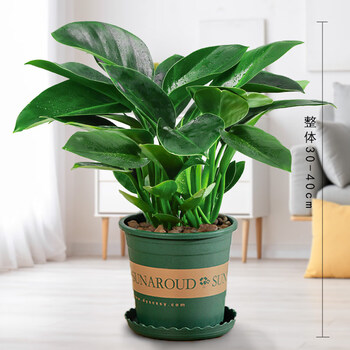 4sy金钻盆栽绿公主水培办公室绿植物除甲醛室内花卉桌面净化空气金钻