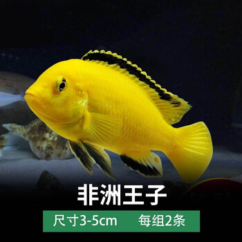 三湖慈鲷鱼活体活鱼非洲王子鱼马鲷火鸟血钻红宝石钻石淡水热带观赏鱼