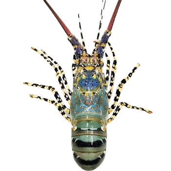 中华锦绣大龙虾鲜活速冻澳洲花龙新鲜生冻水产冰鲜海虾14斤25斤只共3