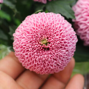 室内外阳台庭院四季开花多色可选绿植物带花苞好养粉色140带盆栽好