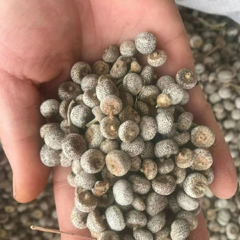 伟博伟博新货谷精草 谷精子 谷精珠 纯珠无杆 500克