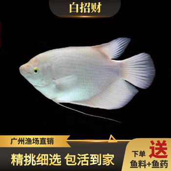 白招财鱼活体活鱼淡水战船黑眼红尾热带淡水大中型鱼银龙发财鱼客厅酒店办公室观赏鱼包活 岚黛14 15cm黑眼1条 图片价格品牌报价 京东