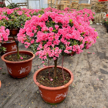 杜鹃花盆栽年宵花卉西洋杜鹃映山红腊皮杜鹃棒棒糖腊皮杜鹃加大盆不含