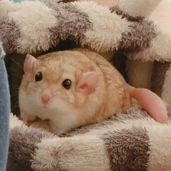 正规家养通心粉鼠幼崽活物纯种活体抖音网红小型宠物学生宿舍粘人肥尾
