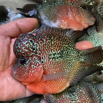 罗汉鱼鱼活体起头大红马观赏鱼小鱼好养活招财淡水麒麟包发色麒麟罗汉