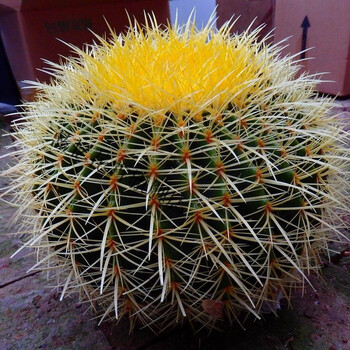 金琥盆栽 多肉植物 办公室仙人球绿植  抖音同款 金虎直径10厘米 含盆