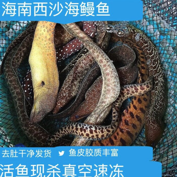 海南西沙海魚海鰻魚金錢鰻石鰻虎鰻黑耳鰻綠鱗鰻鮮活冷凍海捕整條 5斤