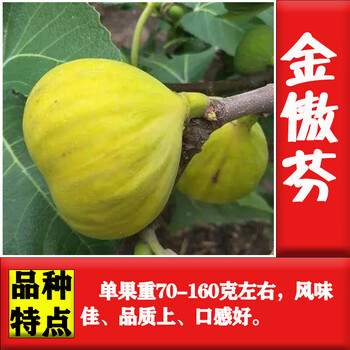 无花果树果苗盆栽矮化特大果波姬红南方北方种植无花果苗树苗金傲芬
