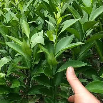 橡皮树苗室内盆栽花苗南方北方常绿风景植物四季青树苗木庭院绿植四季