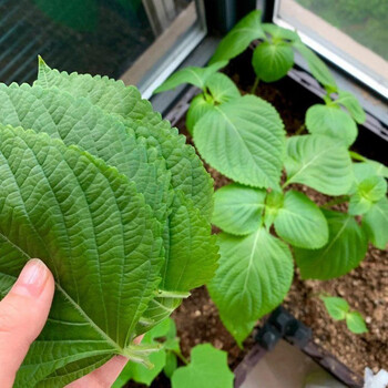 苏子叶新鲜大叶阳台盆栽春季四季蔬菜种苗秧 进口苏子苗6颗(包肉专用)
