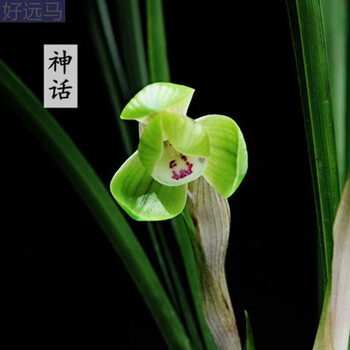 高端兰花苗春兰蕙兰莲瓣兰建兰名品浓香四季兰花卉绿植盆栽盆景花春兰