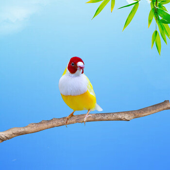 【店铺推荐】虎皮鹦鹉活鸟观赏幼鸟繁殖七彩灰白下蛋鸟手养小鸟活鸟