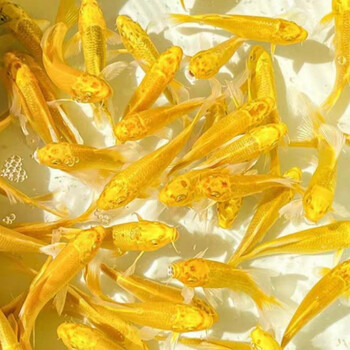 金鱼活体红草金鱼龟食龙鱼饲料鱼小型冷水草金鱼苗活鱼小金鱼活的金色6 8cm黄金锦鲤5条 图片价格品牌报价 京东