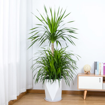 瑰季龙血树大型绿植室内客厅植物铁树盆栽办公室盆景太空龙须树苏铁