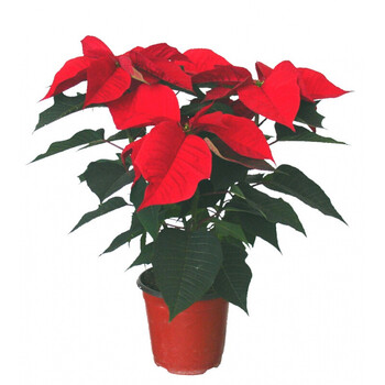 一品红盆栽 一品红盆栽植物花大真花圣诞红大红z3 2年 不含盆
