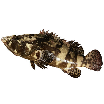 尝鲜生生鲜鱼类石斑鱼冰鲜燕尾东星斑鱼深海鲜礼盒送礼年货老虎斑老虎