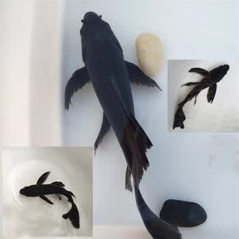 荣郁锦鲤冷水龙凤金鱼黑金锦鲤鱼黑色活鱼乌金纯种易活风水鱼黑金龙凤31 35cm1条可视频选 图片价格品牌报价 京东