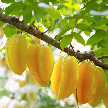 福建漳州杨桃装新鲜应当季水果酸甜洋桃阳桃整箱55个