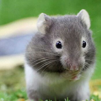 仓鼠幼崽仓鼠笼仓鼠活物宠物活体宠物金丝熊眼圈熊1只