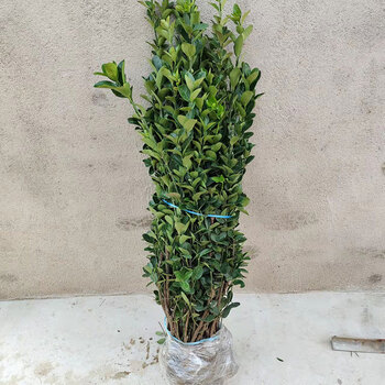 冬青树苗篱笆围墙生长快四季常青大叶黄杨庭院绿化万年青北海道苗 1.