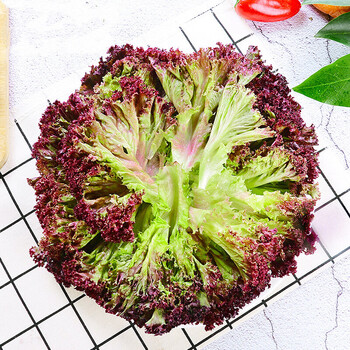 新鲜红叶生菜3斤罗莎红紫生菜红叶莴苣沙拉蔬菜西餐食材1000g 500g
