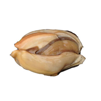 【顺丰速递】微山湖河蚌河蚌肉河蚌新鲜活体现杀去壳蚌肉冷鲜净肉