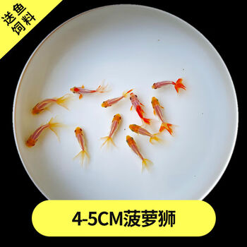 金鱼活鱼观赏鱼活体小金鱼冷水鱼锦鲤鱼金鱼苗活体淡水小型草金鱼4 5cm菠萝狮2条 图片价格品牌报价 京东