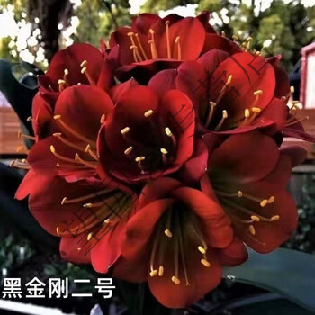 君子兰直销立板宽叶君子兰大苗室内花卉绿植 麦基乐 黑金刚(重瓣) 3年