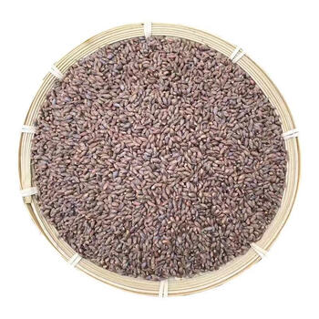 秦岭山野生柏树籽侧柏籽柏树籽侧柏树种子侧柏果实壳乌发助眠野生柏树