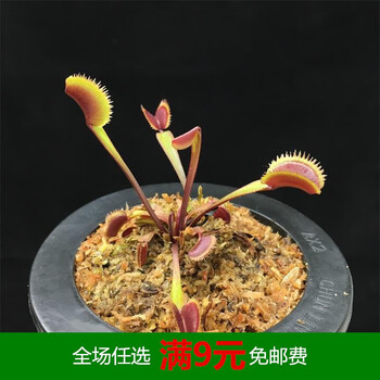超大捕蝇草盆栽中苗大苗特大苗食虫植物食人花绿植b52轰炸机趣味食人鱼中苗带盆栽好 图片价格品牌报价 京东