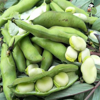 新鲜蚕豆青蚕豆罗汉豆胡豆兰花豆绿心葫豆现摘现发新鲜嫩蚕豆净重5斤