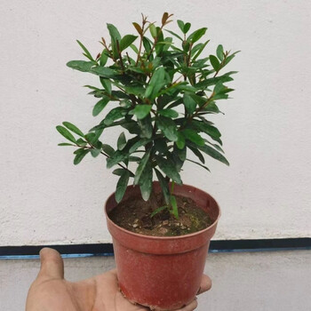 石榴花盆栽  四季开花石榴树,居家办公,开花结果的盆栽 黑墨水果石榴2