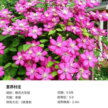 多年生重瓣大花铁线莲种根盆栽藤蔓攀援花卉爬藤植物发货 里昂村庄1年