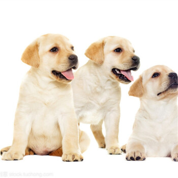 拉布拉多高智商宠物狗狗幼犬纯种中型犬黄色黑色巧克力色白色拉布拉多